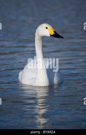 Bewick Schwan Cygnus Columbarius Alleinstehenden auf Wasser UK Stockfoto