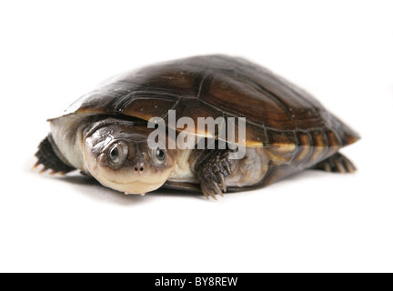 Afrikanische behelmter Schildkröte Pelomedusa Subrufa Porträt des jungen männlichen Studio, Gefangenschaft, UK Stockfoto