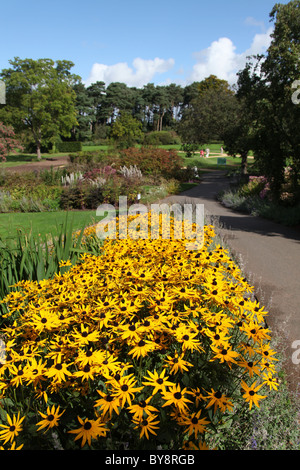 Ness Botanic Gardens, England. Frühe herbstliche Ansicht Rudbeckia Fulgida mit krautigen Grenze im Hintergrund. Stockfoto