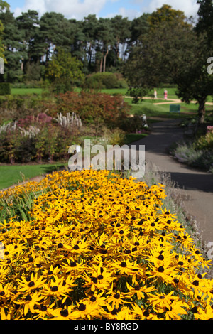 Ness Botanic Gardens, England. Frühe herbstliche Ansicht Rudbeckia Fulgida mit krautigen Grenze im Hintergrund. Stockfoto