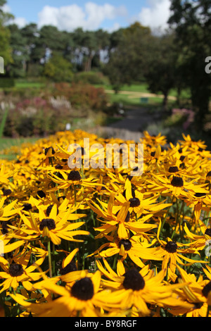 Ness Botanic Gardens, England. Frühe herbstliche Ansicht Rudbeckia Fulgida mit krautigen Grenze unscharf im Hintergrund. Stockfoto