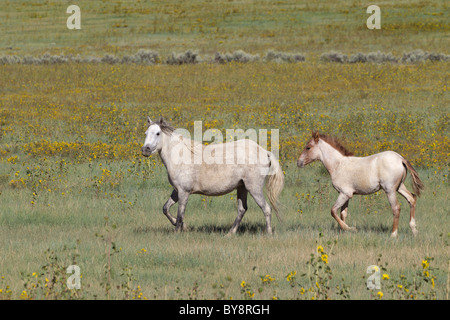 Mustang Stute und Fohlen Trab in eine Wildblumenwiese, Monero, New Mexico Stockfoto