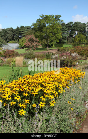 Ness Botanic Gardens, England. Frühe herbstliche Ansicht Rudbeckia Fulgida mit krautigen Grenze im Hintergrund. Stockfoto