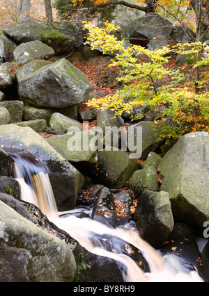 Herbstfärbung in Padley Schlucht, Derbyshire, innerhalb der Peak District National Park, England Stockfoto