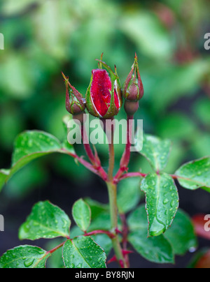 Knospen rote rose mit Regentropfen Stockfoto