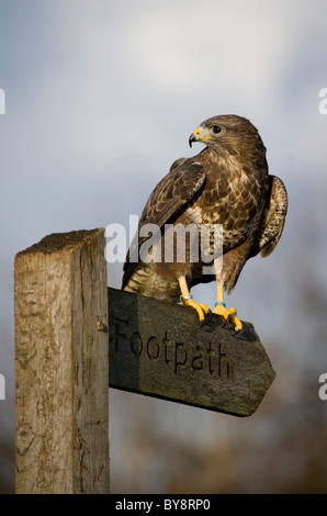 Gemeinsamen Bussard Buteo Buteo Porträt des einzigen erwachsenen männlichen hocken auf Fußweg Schild Gloucestershire, UK Stockfoto