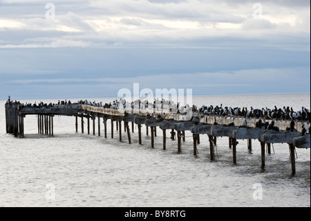 Imperial Shag (Phalacrocorax Atriceps) und Rock Shag (Phalacrocorax Magellanicus) Kolonie, nisten auf Pier, Punta Arenas, Chile Stockfoto