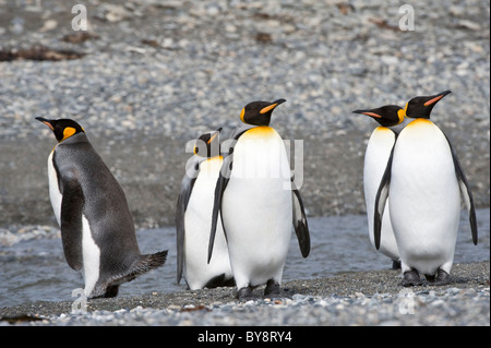 Königspinguine (Aptenodytes Patagonicus) Erwachsene kam vor kurzem Gruppe im Bereich der Küste in der Nähe von Porvenir Patagonien Tierra del Fuego Stockfoto