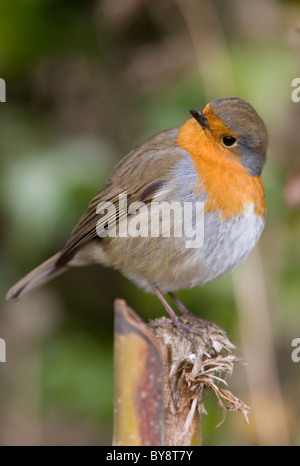 Robin Erithacus Rubecula Porträt des einzigen Erwachsenen hocken auf AST UK Stockfoto