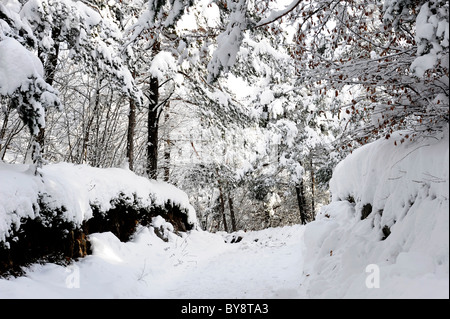 Schneewittchen im Zauberwald Stockfoto