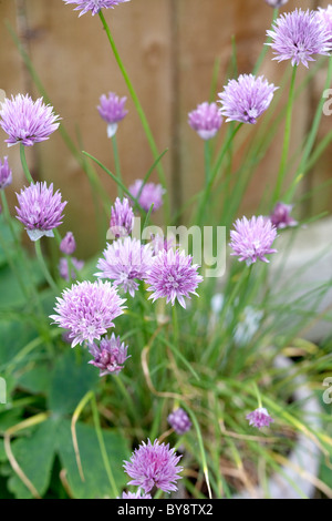 Blühende Schnittlauch im Topf wachsen Stockfoto