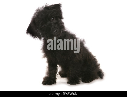 Cairnoodle Single junger Welpe Hundesitting-Studio Stockfoto