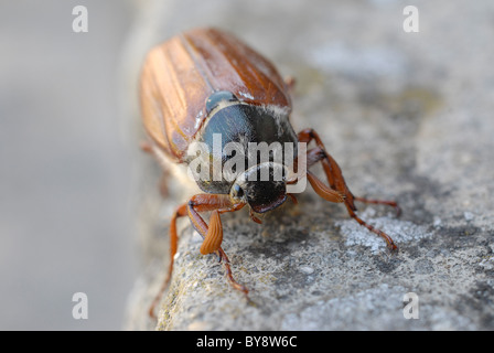 Eine Makroaufnahme eines gemeinsamen Maikäfer, können Fehler, Billy Witch oder Spang Käfer auf einem Stein Schritt.  Im Mai fliegen sie daher der Name. Stockfoto