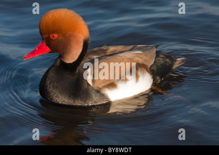 Tafelenten Ente rot Crested Netta Rufna männlichen Drake Stockfoto