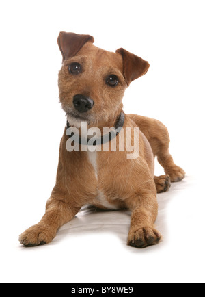Patterdale Terrier einzigen Erwachsenen Hund Verlegung Studio Stockfoto
