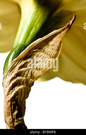 Nahaufnahme der papierartigen Spachtel hinter der gelben Blüte eines Narzissen Stockfoto