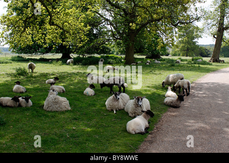 MUTTERSCHAFE RUHE IM SCHATTEN EINES BAUMES MIT IHRER JUNGEN FRÜHJAHR LÄMMER. Stockfoto