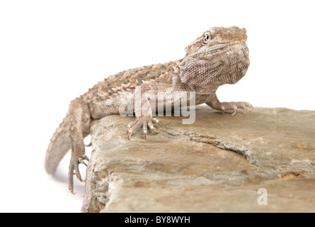 Lawsons Drachen Pogona Henrylawsoni alleinstehenden ruht auf einem Felsen Studio, Gefangenschaft, UK Stockfoto