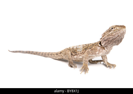 Lawsons Drachen Pogona Henrylawsoni des einzigen Erwachsenen Portraitstudio, Gefangenschaft, UK Stockfoto