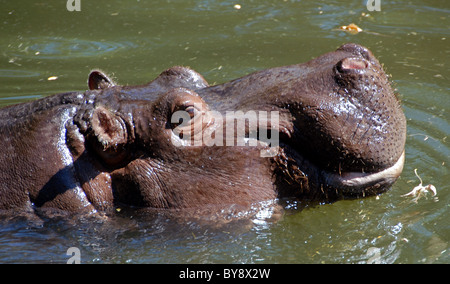 Stock Foto von einem hippo Schwimmen im trüben Wasser an der Woodland Park Zoo in Seattle, Washington Stockfoto