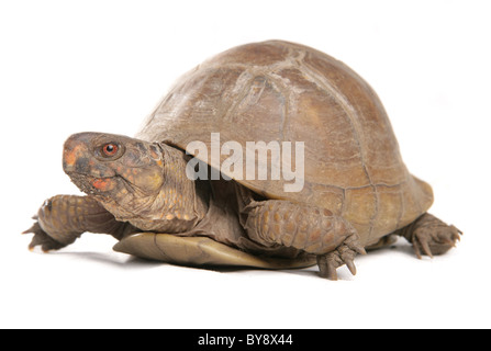 Drei-toed Kasten-Schildkröte Terrapene Carolina Triunguis Porträt des einzigen Erwachsenen weiblichen Studio, Gefangenschaft, UK Stockfoto