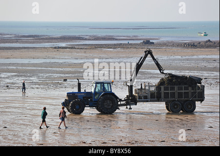 Traktor am Strand mit kultivierten Austern (Lophia Folium) aus Austernbank / oyster Park in Gouville-Sur-Mer, Normandie, Frankreich Stockfoto