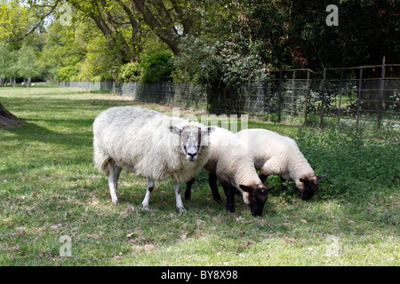 SCHAFE. ENGLISCH EWE MIT ZWILLINGSLÄMMERN IM FRÜHJAHR. Stockfoto