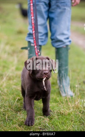 Chocolate Labrador Hund einzelner junger Mann in einem Feld Portasham Stockfoto