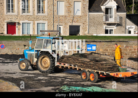 Traktor mit kultivierten Austern (Lophia Folium) aus Austernbank / park, Saint-Vaast-la-Hougue, Normandie, Frankreich Stockfoto