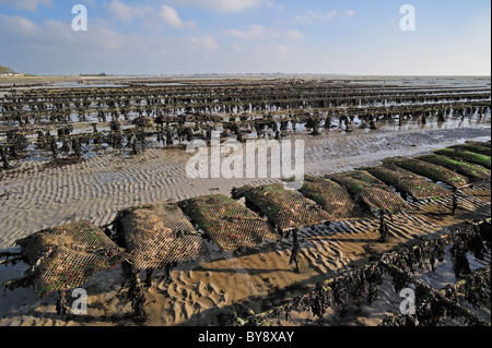 Taschen von kultivierten Austern (Lophia Folium) bei Austernfarm / oyster Park ausgesetzt am Strand bei Ebbe, Saint-Vaast-la-Hougue, noch Stockfoto