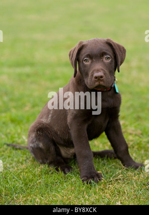 Chocolate Labrador Hund einzelner junger Mann in einem Feld Portasham Stockfoto