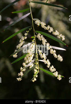 Acacia "Exeter Hybrid" Acacia Veitchiana, Fabaceae, Australien. Stockfoto