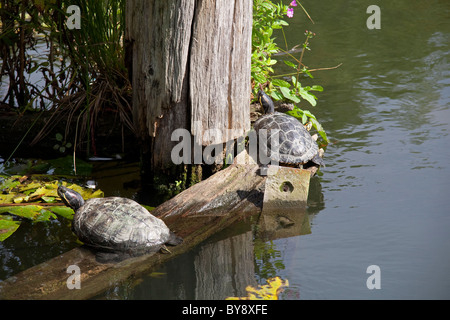 Rot-eared Slider Schildkröten (ist Scripta Elegans) ruhen im Teich, Belgien Stockfoto