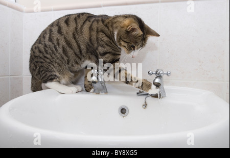 Katze spielt im Badezimmer Waschbecken einziges erwachsenen Weibchen sitzen innen Stockfoto