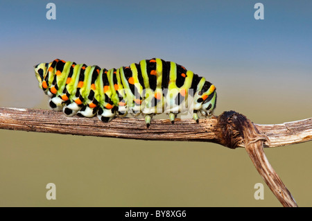 Raupe der alten Welt Schwalbenschwanz (Papilio Machaon), Lothringen, Frankreich Stockfoto