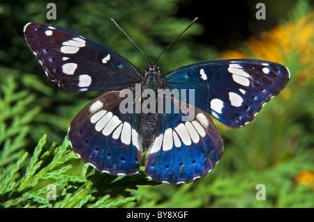 Lila Kaiser (Apatura Iris) Schmetterling, Ardeche, Frankreich Stockfoto