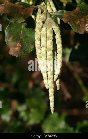 Küste Seide-Quaste aka Seide Quaste Bush oder Wavyleaf Silktassel, Garrya Elliptica, Garryaceae, Kalifornien, USA. Stockfoto