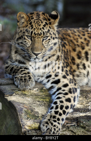 Weibliche Amur Leoparden Blick in Richtung Kamera Stockfoto