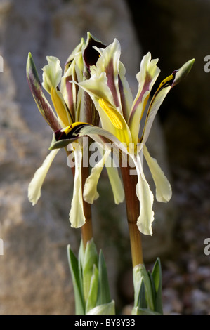 Iris Nicholai, Iridaceae, Russland, Zentralasien Stockfoto