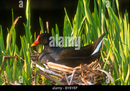 Teichhuhn, Gallinula Chloropus, Weibchen sitzen auf Nest, Lancashire Stockfoto