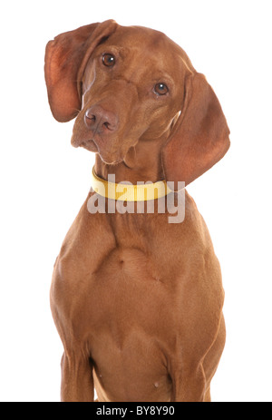 Ungarische Vizsla einzelne Erwachsene Hündin Portrait Studio Stockfoto