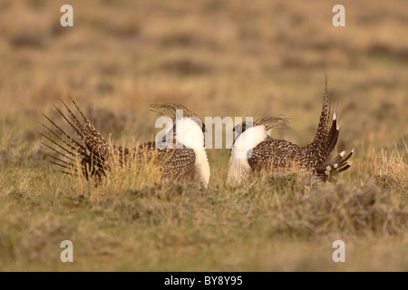 Ein paar männliche Sage Grouse zeigt eine Meinungsverschiedenheit. Stockfoto