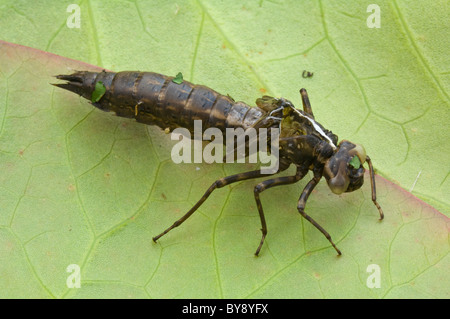 Libelle verschütten Haut, Frankreich Stockfoto