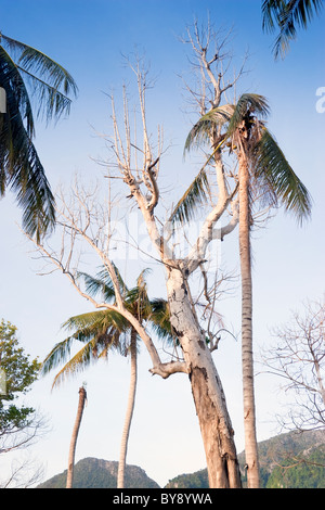 Bäume, die durch den schweren Tsunami im Dezember 2004 beschädigt wurden, Loh Dalam Bay (North Beach), Ko Phi Phi Don, Thailand Stockfoto