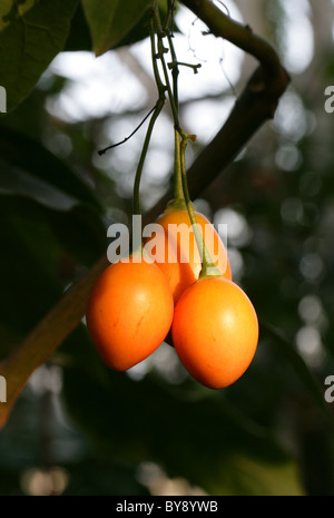 Frucht der Tamarillo oder Baum Tomate, Solanum Betaceum (ehemals Cyphomandra Betacea), Solanaceae, Anden, Südamerika. Stockfoto