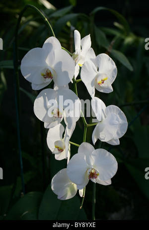 Weiße Motte Orchidee, Phalaenopsis Hybriden, Orchidaceae. Stockfoto