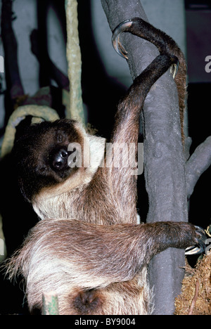 Zwei – Finger Faultier (Choloepus Didactylus) Stockfoto