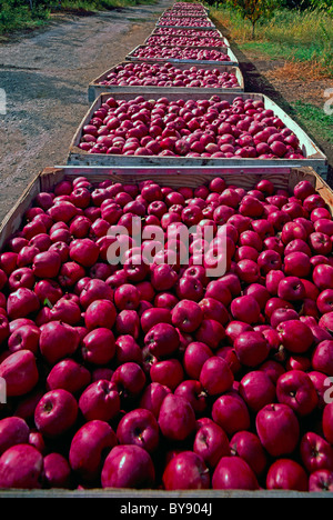 South Okanagan Valley, BC, Britisch-Kolumbien, Kanada - Apfelgarten, Red Spartan Äpfel geerntet Kisten, Herbst / Herbst-Ernte Stockfoto