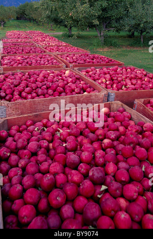 South Okanagan Valley, BC, Britisch-Kolumbien, Kanada - Apfelgarten, Red Spartan Äpfel geerntet Kisten, Herbst / Herbst-Ernte Stockfoto