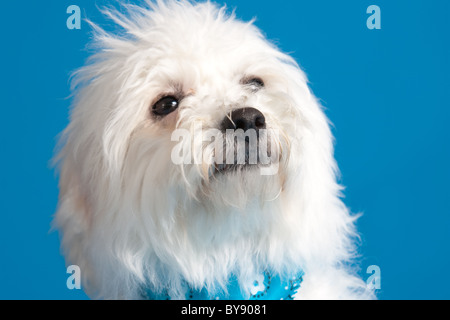 Junge Bichon Frise Welpen tragen Kopftuch auf blauem Hintergrund Stockfoto